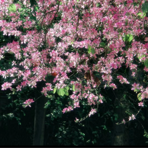 揉我胸⋯啊⋯嗯～出奶了3D
